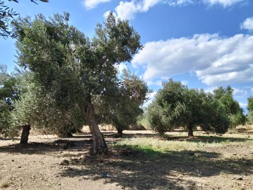 ANVE OLIVE TiNY HOUSE