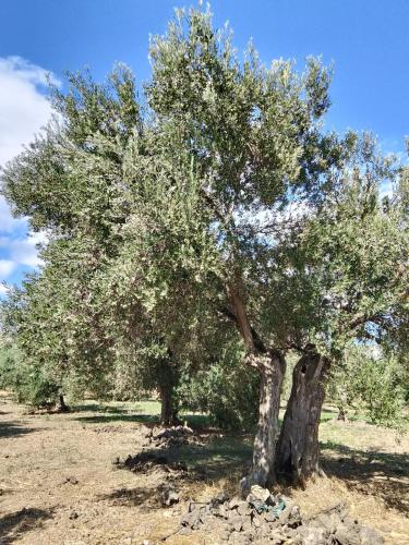 ANVE OLIVE TiNY HOUSE