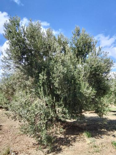 ANVE OLIVE TiNY HOUSE