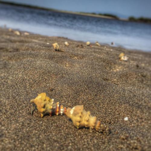 a group of shells on the sand on a beach at Puerto Barillas in Bahia de Jiquilisco