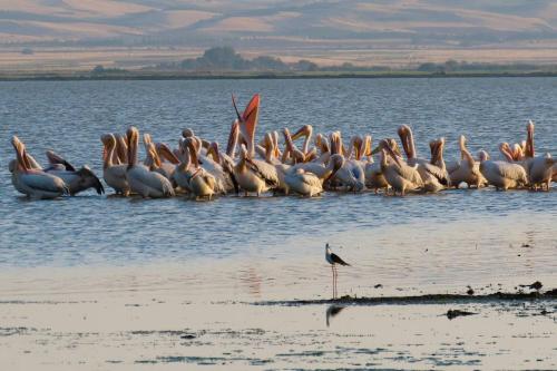 a flock of pelicans standing in the water at The Lake House Angeliki in Kanália