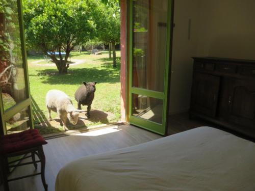deux moutons sont debout devant une porte dans l'établissement La Maison De Balou, à Pleumeur-Bodou