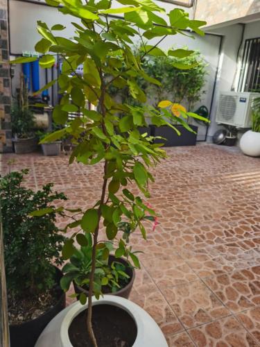 Jardín al aire libre en Samong Transient House