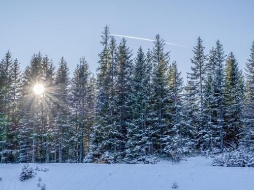 a group of trees with the sun shining through the snow at Haus Filzstein in Unterkrimml