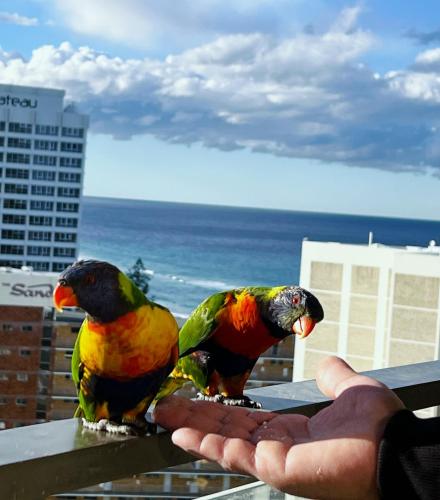 two birds sitting on a persons hand at Top of The Mark - Top Floor Apartment, Free Parking in Gold Coast