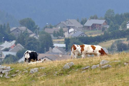 two cows grazing in a field of grass with houses at Le Francillon in Les Estables