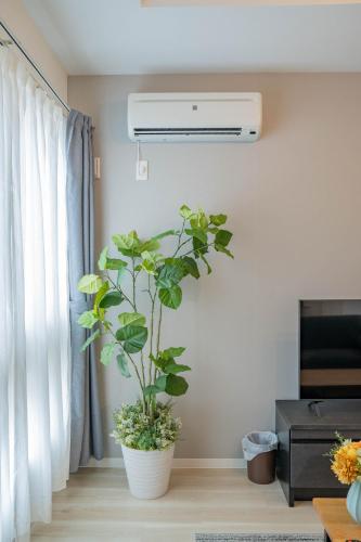 a plant in a white pot in a living room at Altiplano in Sapporo
