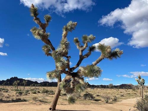 a palm tree in the desert with a blue sky at The Joshua Tree House in Joshua Tree