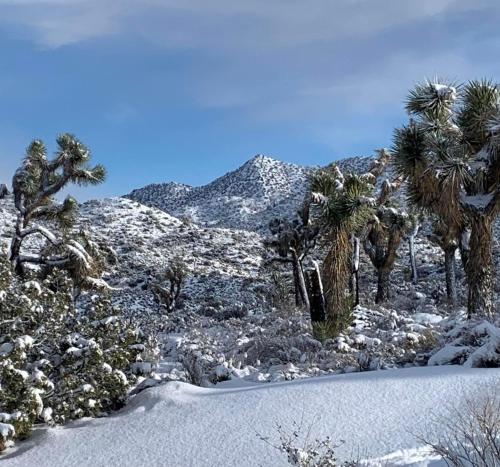 a snowy field with palm trees and a mountain at The Joshua Tree House in Joshua Tree