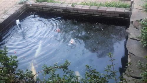 a pool of water with kites in it at Owls Loft Guest House in Midrand