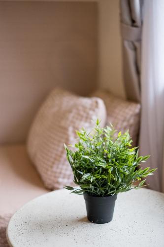 a potted plant on a table in a room at Bungalow Putrajaya 15pax w Private Pool Gathering in Putrajaya