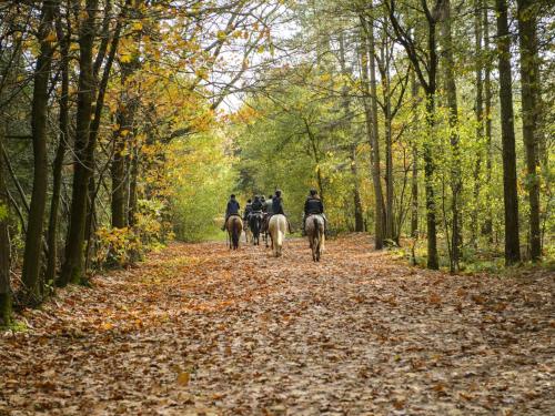 a group of people riding horses down a trail at The Old Bank Bruff Family Town House in Bruff