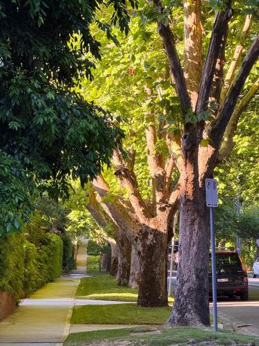 Treetops in Toorak 2br midcentury entire apartmentにある庭