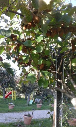 a tree with lots of fruit on it at Agriturismo Il Giardino in Sansepolcro
