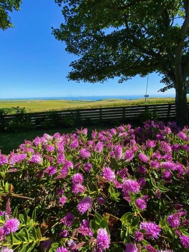 a bunch of purple flowers in front of a tree at 2 Bed Retreat with amazing see view in Brighton & Hove