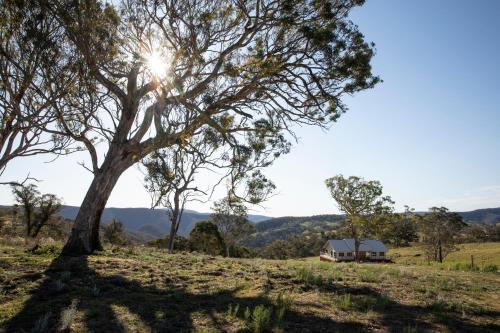 a tree in a field with a house in the background at Sunvale Stunning Luxury Lodge with Woodfire Heated Spa and Large Deck in Capertee