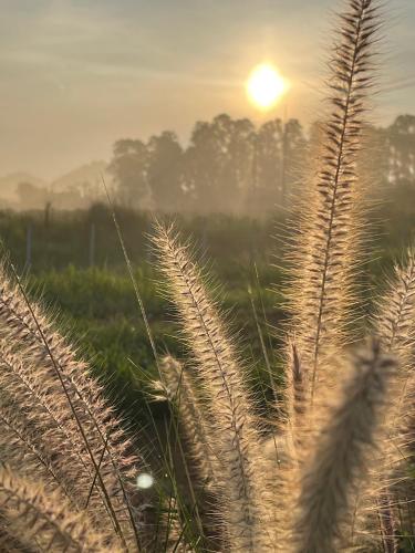 a field of grass with the sun in the background at Tiny Escape Charlotte in Pak Chong