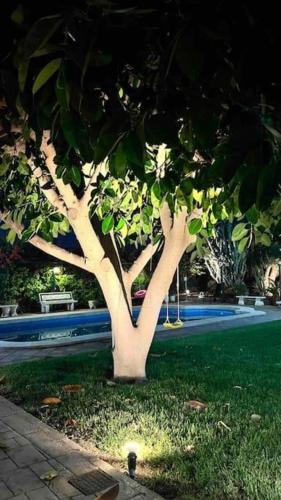 a tree in the grass next to a pool at Villa Iluminada con chimenea, barbacoa y piscina cerca Playa in Elche