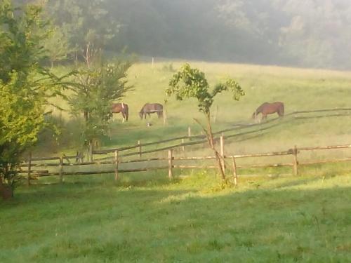 a group of horses grazing in a field near a fence at Pferdehof in der Oststeiermark 