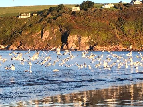 a flock of birds flying over a body of water at Badgers Den, a beautiful log cabin in a secluded valley close to the beach in Bantham