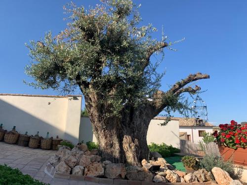a tree in a garden with rocks around it at Casa del olivo Lucio en Alomartes in Alomartes
