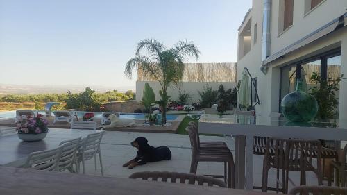 a black dog sitting on a table on a patio at Casa del olivo Lucio en Alomartes in Alomartes