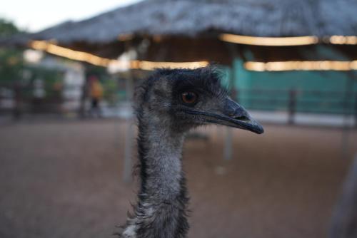 ヴィラの敷地内または近くにいる動物