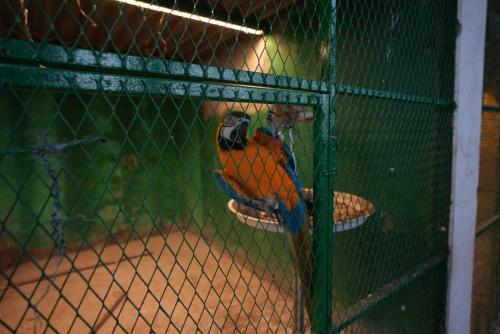 ヴィラの敷地内または近くにいる動物