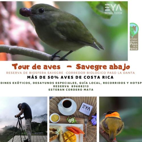 a collage of pictures of a bird with a camera at EYA Ecolodge in San Isidro