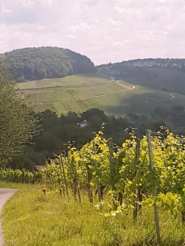 a view of a vineyard from a field of flowers at Szafranzimmervermietung in Winnenden