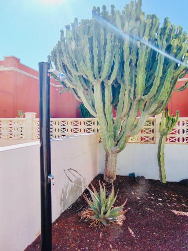 a cactus in a garden next to a fence at Casita Playa Castillo "Vivienda 6" in Caleta De Fuste