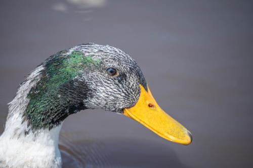 a duck with a yellow beak and green head at Parque la Pajarera in Puerto Varas