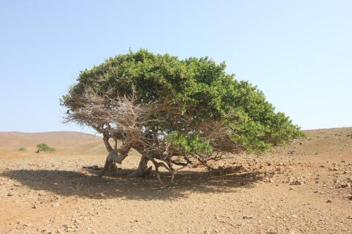 a small tree in the middle of a desert at Joli et fonctionnel proche centre et plage in Vila do Maio