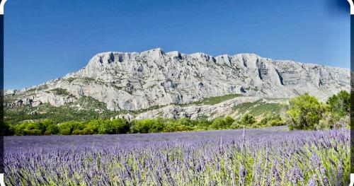 a field of purple flowers in front of a mountain at Le Clos d'Aix studio 102 parking in Aix-en-Provence