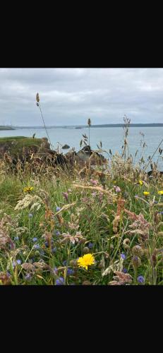 a field of flowers with the ocean in the background at Farmhouse Apartment in Pembrokeshire