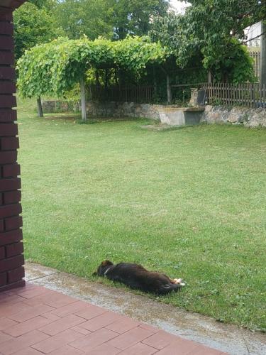 a dog laying in the grass in a yard at Kablar Lazino Brdo in Čačak