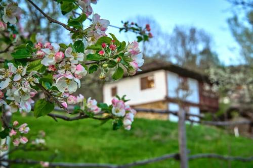 a tree with pink flowers in front of a house at Authentic House with Stunning Mountain View - Karashka in Apriltsi