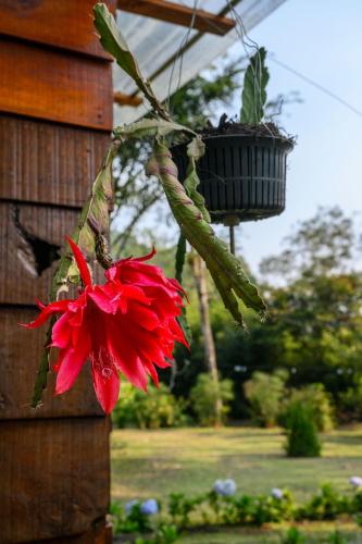 Un jardín fuera de Blue Morpho Lodge