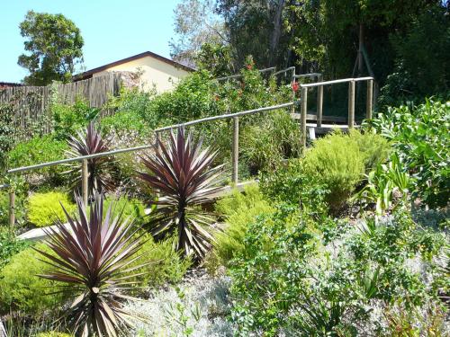 a garden with palm plants and a fence at Double Dutch B & B in Knysna