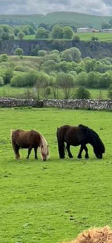 two horses grazing in a field of green grass at The Vogue Lodge in Buxton