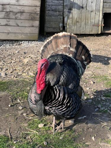 a turkey standing in the grass in a field at The Vogue Lodge in Buxton