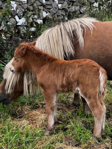 a baby pony standing next to a horse at The Vogue Lodge in Buxton