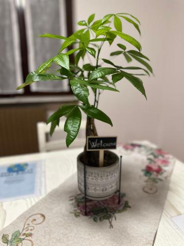 a plant sitting on top of a table at Malpensa - The Grace Place in Oleggio