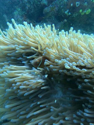 an underwater picture of an coral with a fish at JayDees Home Retreats Homestay in Naselesele