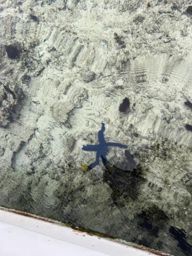 a shadow of a man standing in the water at JayDees Home Retreats Homestay in Naselesele