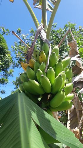 a bunch of bananas hanging from a banana tree at KAZ à STAM in Goyave