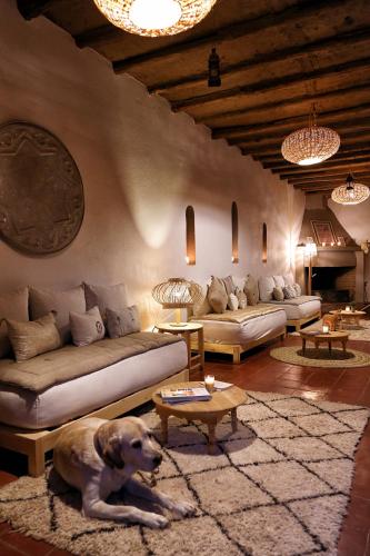 a large dog laying on a rug in a living room at La Ferme Berbere Adult only in El Harkat