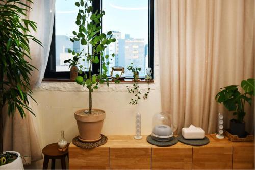 a potted plant sitting on top of a wooden dresser with a window at Hotel Voll in Seoul