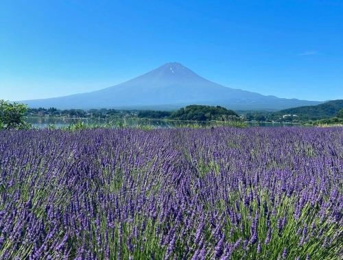 a field of purple flowers with a mountain in the background at Holiday home Furinkazan 風林火山 in Fujikawaguchiko