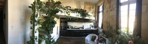 une cuisine avec une grande plante suspendue au mur dans l'établissement Appart 18esiecle proche Centre Ville Pierre Plantes Bohéme LGBT, à Bordeaux